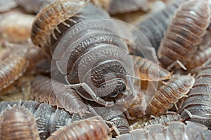 Many rough woodlouses, Porcellio scaber on wood