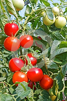 Many rounded red and green tomato fruits in greenhouse