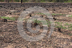 Many row old Tree Stumps caused by deforestation and burn