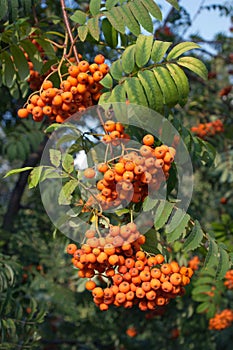 Many rowan-berries fruits hungs on green branch photo