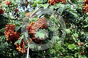 Many rowanberries hangs on green branches closeup