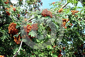 Many rowanberries hangs on green branches closeup