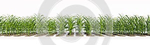 Many rows of corn plants with green cobs on a white background.