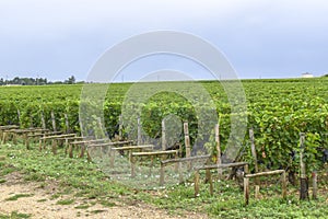 Many rows vineyard grape view landscape