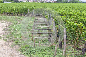 Many rows vineyard grape view landscape