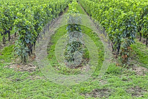 Many rows vineyard grape view landscape
