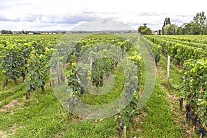 Many rows vineyard grape view landscape