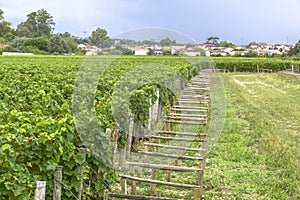 Many rows vineyard grape view landscape