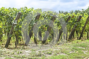 Many rows vineyard grape view landscape