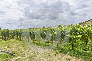 Many rows vineyard grape view landscape
