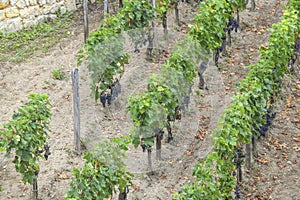 Many rows vineyard grape view landscape