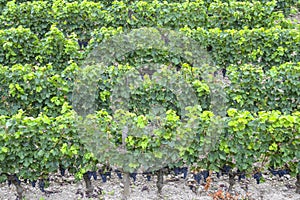 Many rows vineyard grape view landscape