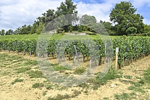 Many rows vineyard grape view landscape