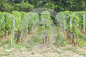 Many rows vineyard grape view landscape