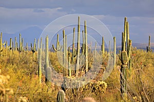 Many Saguaro cactuses