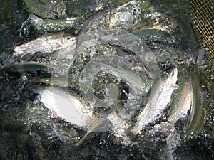 Many salmon in the fishing net