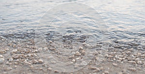 Many Salp on the beach, abundant natural from sea. Hua-Hin Thailand photo