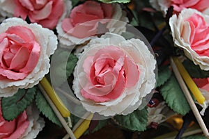 Many Sandalwood Flowers white and pink color.