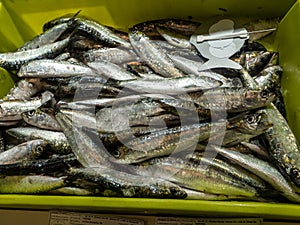 Many sardine fishes (sardina) offered in a plastic box on a fish market photo