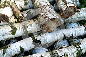 Many sawed birch firewood lays in pile closeup view