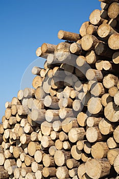 Many sawed pine logs in stack