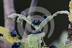 Many scarabs perched on flowers in nature.