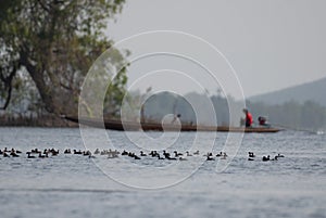 many sea birds floating in the sea