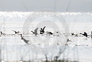 Many sea birds floating in the sea