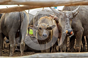 Many Sea Buffaloes residents of enclosure at Talay Noi is a river basin at the topmost of Songkhla Lake. Phatthalung Province, Tha