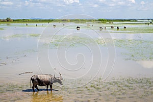 Many Sea Buffalos eating grass