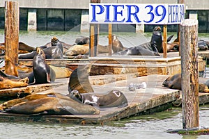 Many sea lions on Pier 39 in San Francisco, California, USA