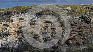 Many sea lions are resting on the slope of a rocky islet in the Beagle Channel. photo