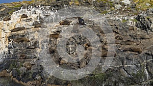 Many sea lions are resting on the slopes of a rocky islet in the Beagle Channel. photo