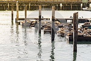 Many Sea lions sunbathe on pier 39 in San Francisco USA