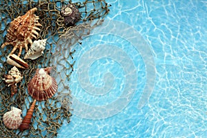 Many Sea shells on a fishing net top view