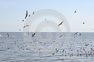 Many seagull flying