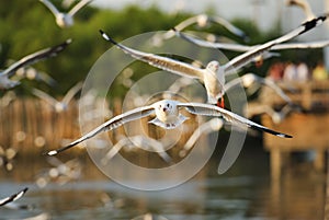 Many seagull flying