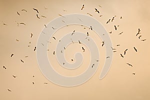 Many seagull flying among on the sky in evening time