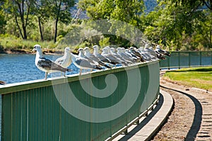 Many seagulls on a fence one facing the wrong way