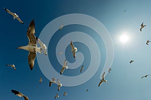 Seagulls fly in blue sky with sun