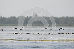 Many seagulls are flying in the sea.