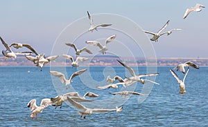Many seagulls Larus michahellis are flying over the water in search of food
