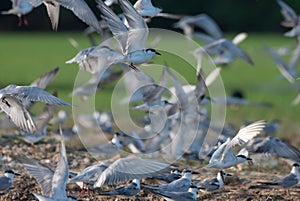 Many seagulls rest on the shore near the water