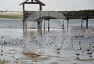 Many seagulls at shore on wooden bridge