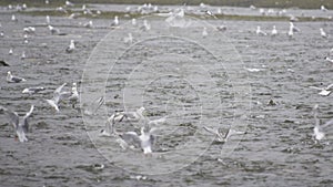 Many seagulls and waterfowl are busy eating salmon eggs. Slow motion shot.