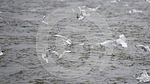 Many seagulls and waterfowl are busy eating salmon eggs. Slow motion shot.