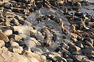 many sealion in wildlife at ocean. california sealion in wildlife nature. photo of sealion