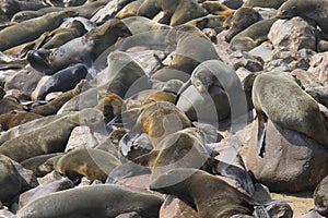 Many seals together, ocean beach, namibia