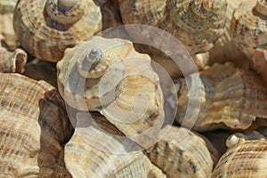 Many seashells as background, close up