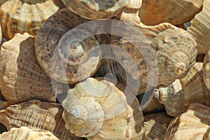 Many seashells as background, close up